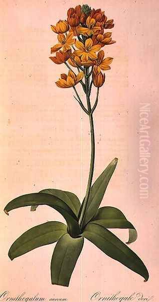 Ornithogalum Aureum, from Les Liliacees - view 1