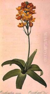 Ornithogalum Aureum, from Les Liliacees by Pierre-Joseph Redoute