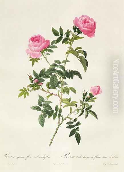 Rosa Sepium Flore Submultiplici - view 1