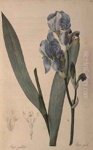 Iris Pallida, from Les Liliacees by Pierre-Joseph Redoute