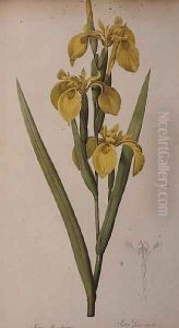 Iris Pseudacorus, from Les Liliacees by Pierre-Joseph Redoute