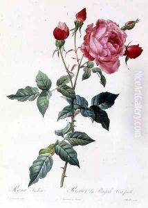 Rosa Indica by Pierre-Joseph Redoute