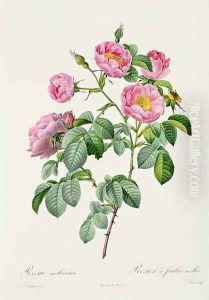 Rosa Mollissima, from Les Roses by Claude Antoine Thory 1757-1827 engraved by Victor, 1817 by Pierre-Joseph Redoute