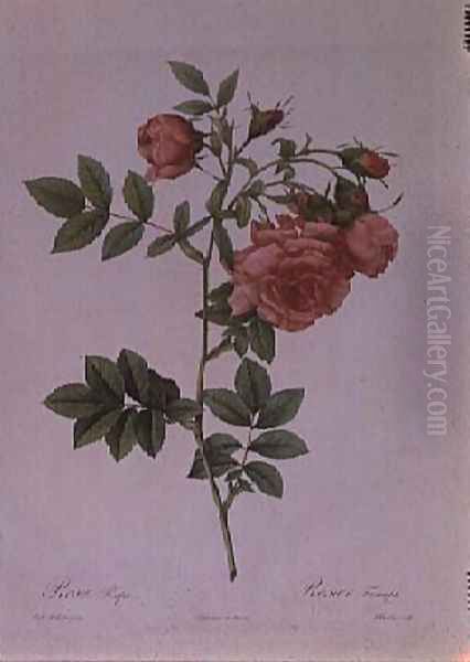 Rosa Rapa - view 1