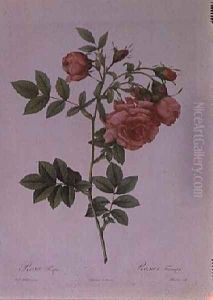 Rosa Rapa by Pierre-Joseph Redoute