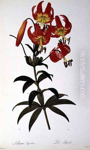 Lilium Superbum, from Les Liliacees, 1805 - view 1