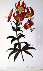 Lilium Superbum, from Les Liliacees, 1805 by Pierre-Joseph Redoute