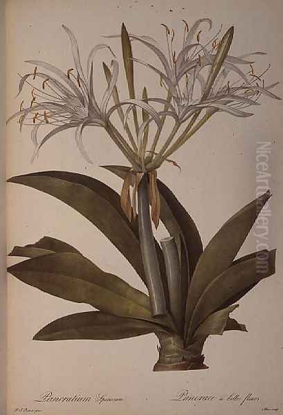 Pancratium speciosum, from Les Liliacees, 1806 - view 1