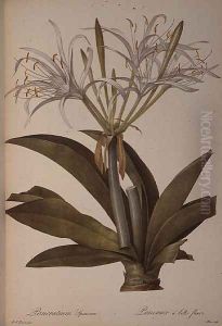 Pancratium speciosum, from Les Liliacees, 1806 by Pierre-Joseph Redoute