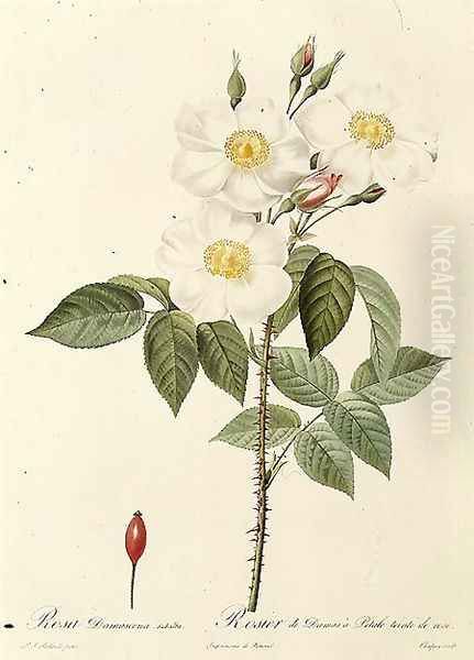Rosa Damascena Subalba - view 1