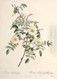 Rosa Redutea glauca, engraved by Chapuy, published by Remond by Pierre-Joseph Redoute