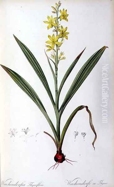 Wachendorfia Thyrsiflora, from Les Liliacees - view 1