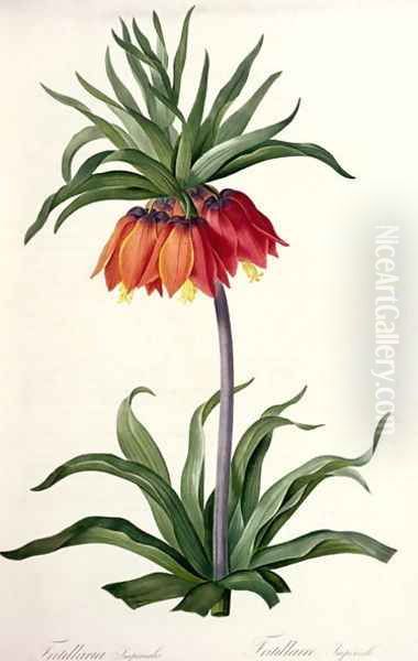 Fritillaria Imperialis from, Les Lilacees, 1802-8 - view 1