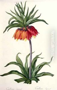 Fritillaria Imperialis from, Les Lilacees, 1802-8