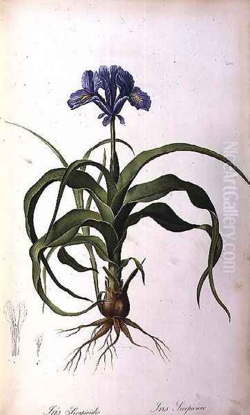 Iris Scorpioides, from Les Liliacees - view 1
