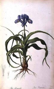 Iris Scorpioides, from Les Liliacees by Pierre-Joseph Redoute