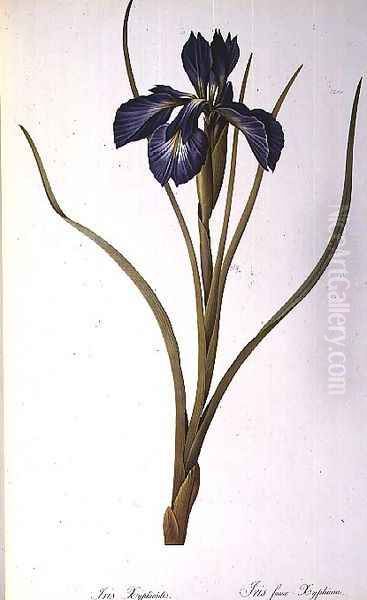 Iris Xyphioides, from Les Liliacees, 1808 - view 1