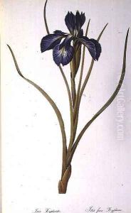 Iris Xyphioides, from Les Liliacees, 1808 by Pierre-Joseph Redoute