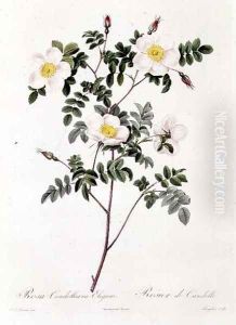 Rosa Candolleana Elegans by Pierre-Joseph Redoute