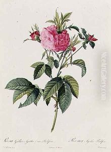 Rosa Gallica Agatha Prolifera