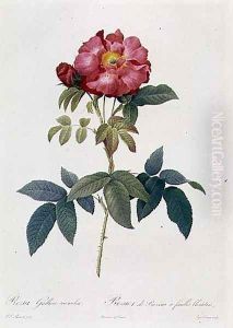 Rosa Gallica Caerulea by Pierre-Joseph Redoute