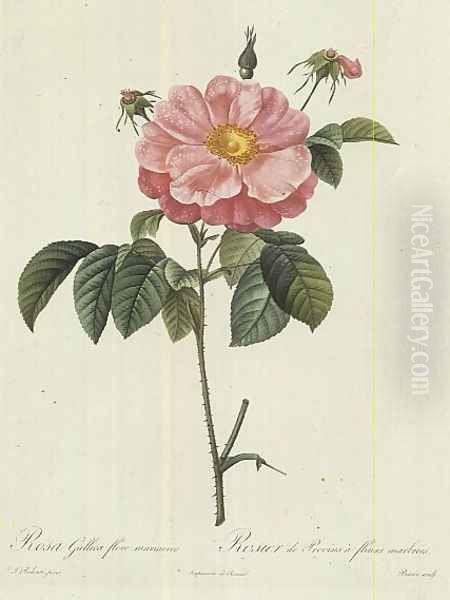 Rosa Gallica Flore Marmoreo - view 1