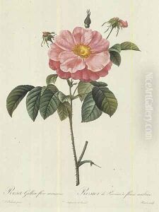 Rosa Gallica Flore Marmoreo by Pierre-Joseph Redoute