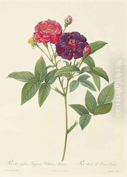 Rosa Gallica Purpurea Velutina, Parva - view 1