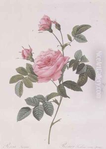 Rosa Inermis by Pierre-Joseph Redoute