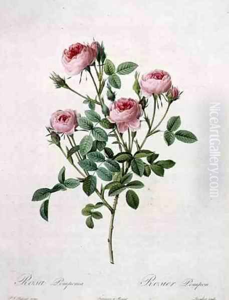 Rosa pomponia, engraved by Langlois, from Les Roses, 1817-24 - view 1