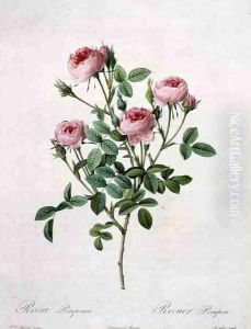 Rosa pomponia, engraved by Langlois, from Les Roses, 1817-24 by Pierre-Joseph Redoute