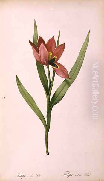 Tulipa oculus-solis, from Tulipe des Jardins - view 1