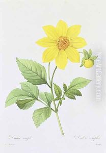 Dalea simplex, engraved by Bessin, from Choix des Plus Belles Fleurs, 1827-33 by Pierre-Joseph Redoute