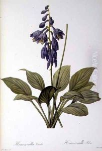Hemerocallis Caerulea, from Les Liliacees, 1806