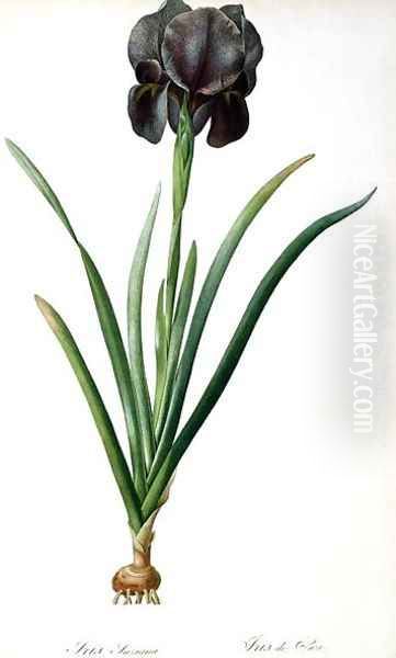 Iris Luxiana, from Les Liliacees - view 1