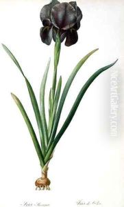 Iris Luxiana, from Les Liliacees