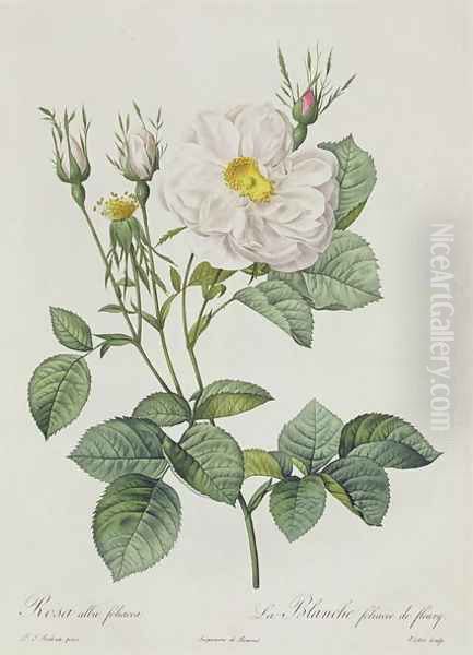 Rosa Alba Foliacea - view 1