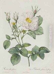 Rosa Alba Foliacea by Pierre-Joseph Redoute