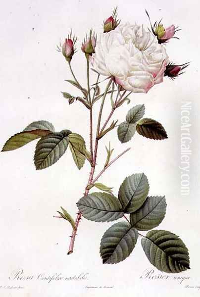 Rosa Centifolia Mutabilis, engraved by Bessin, published by Remond - view 1