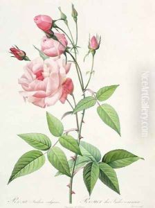 Rosa Indica Vulgaris, engraved by Bessin, from Les Roses, Vol II, 1821 by Pierre-Joseph Redoute