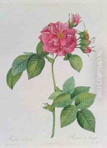 Rosa Turbinata, from Les Roses, Vol 1, 1817 by Pierre-Joseph Redoute