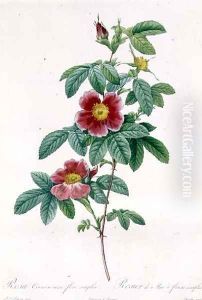 Rosa Cinnamomea Flore Simplici
