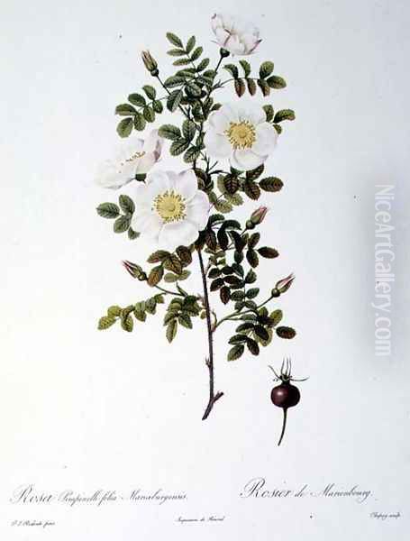 Rosa Pimpinellifolia Mariaeburgensis, engraved by Chapuy, from Les Roses, by Remond, pub. 1818 - view 1