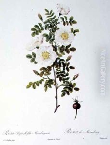 Rosa Pimpinellifolia Mariaeburgensis, engraved by Chapuy, from Les Roses, by Remond, pub. 1818 by Pierre-Joseph Redoute