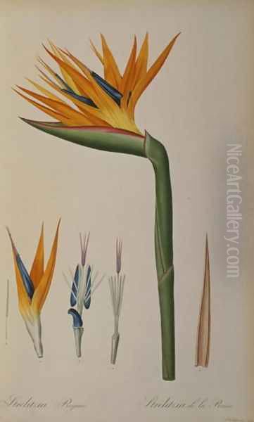 Strelitzia Reginae, from Les Strelitziacees - view 1