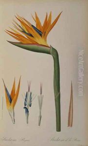 Strelitzia Reginae, from Les Strelitziacees by Pierre-Joseph Redoute