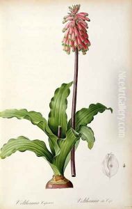 Veltheimia Capensis, from Les Liliacees by Pierre-Joseph Redoute