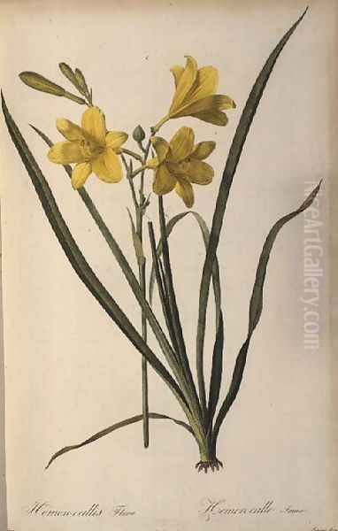 Hemerocallis Flava, from Les Liliacees - view 1
