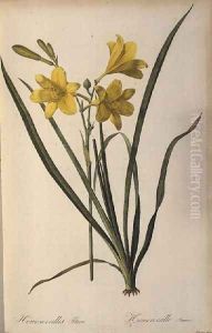 Hemerocallis Flava, from Les Liliacees