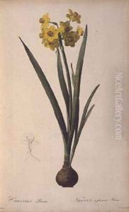 Narcissus Lazetta, from Trew Plantae Selectae